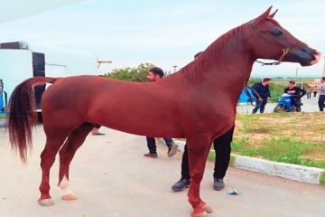 از ورزش تا گردشگری با اسب های اصیل عرب