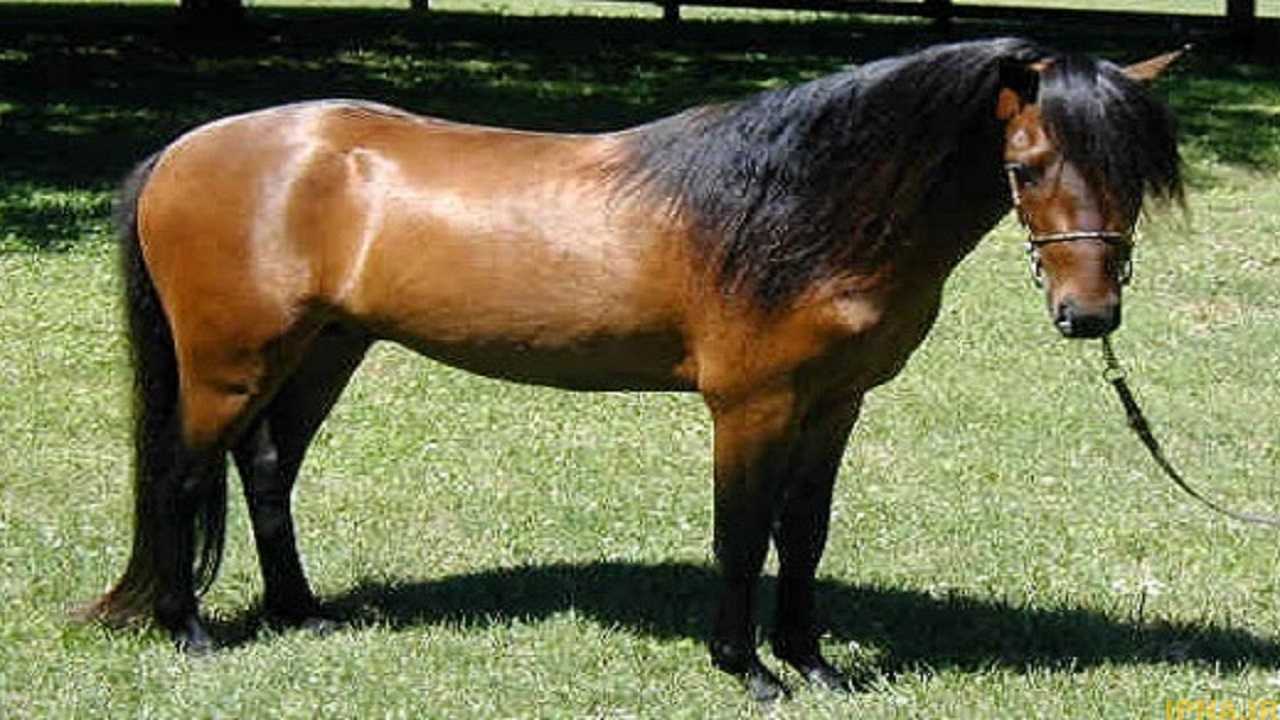 مراقبت از اسب ها در هوای گرم/چگونه با استرس گرمایی مقابله کنیم؟