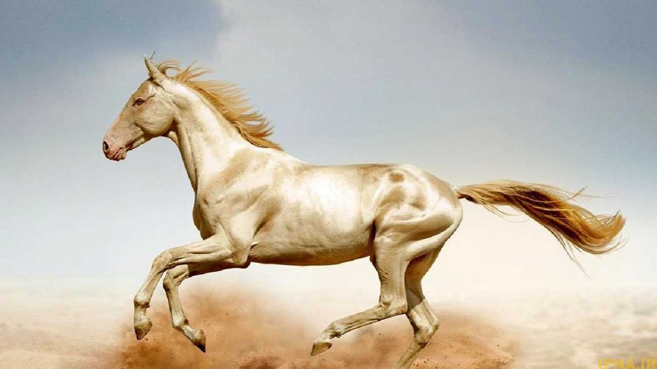 مراقبت از سم اسب دنباله دار