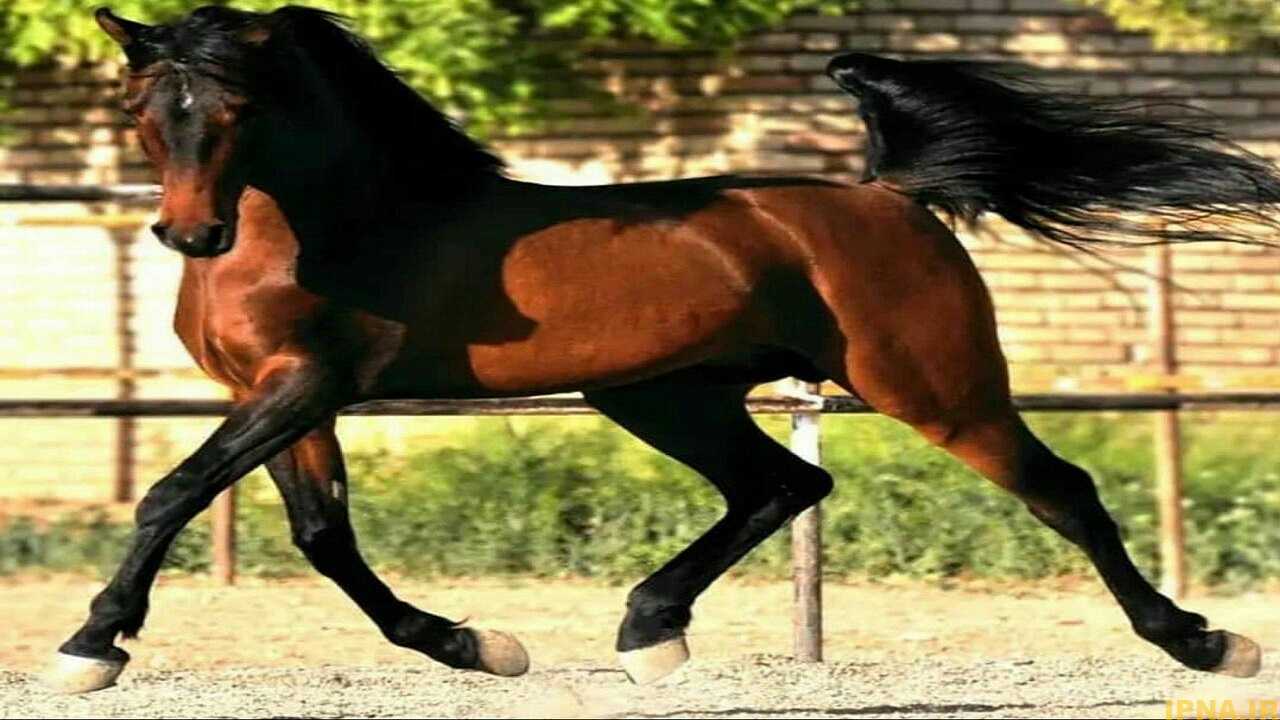 نشانه‌های سلامتی در اسب