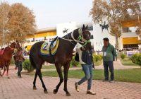 تاختوتاز تماشایی در گنبدکاووس؛ روز دوم هفته پنجم کورس پاییزه با درخشش «هاکان محمدی»، «سعادت» و «زیبای پریسا» تاختوتاز تماشایی در گنبدکاووس؛ روز دوم هفته پنجم کورس پاییزه با درخشش «هاکان محمدی»، «سعادت» و «زیبای پریسا»